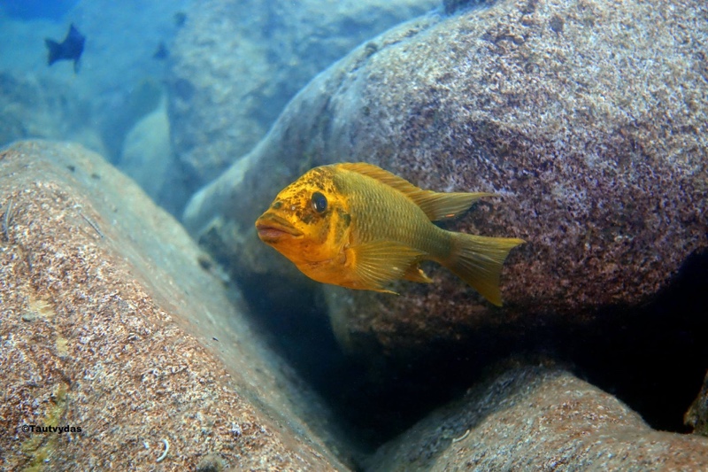 Petrochromis ephippium 'Katondo Point'